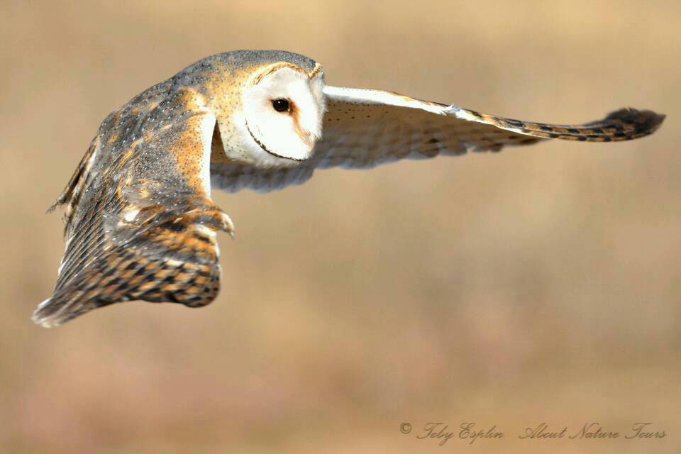 Barn Owl (Tyto alba)