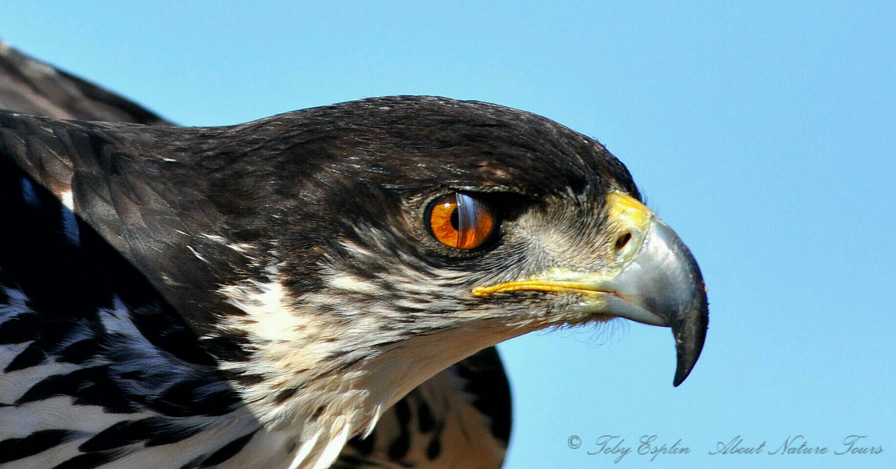 African Hawk-eagle (Aquila spilogaster) blinking the nictitating membrane.