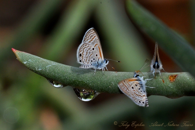 Velvet-spotted Babel Blue (Azanus ubaldus)